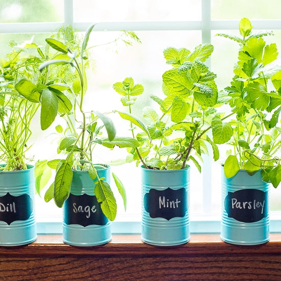 The Ultimate Guide to Creating a Herb Garden in Your Windowsill