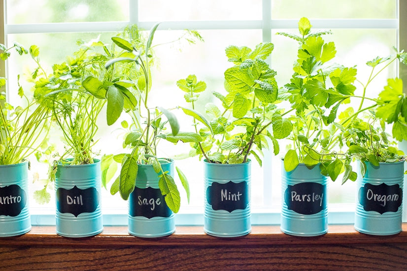 The Ultimate Guide to Creating a Herb Garden in Your Windowsill