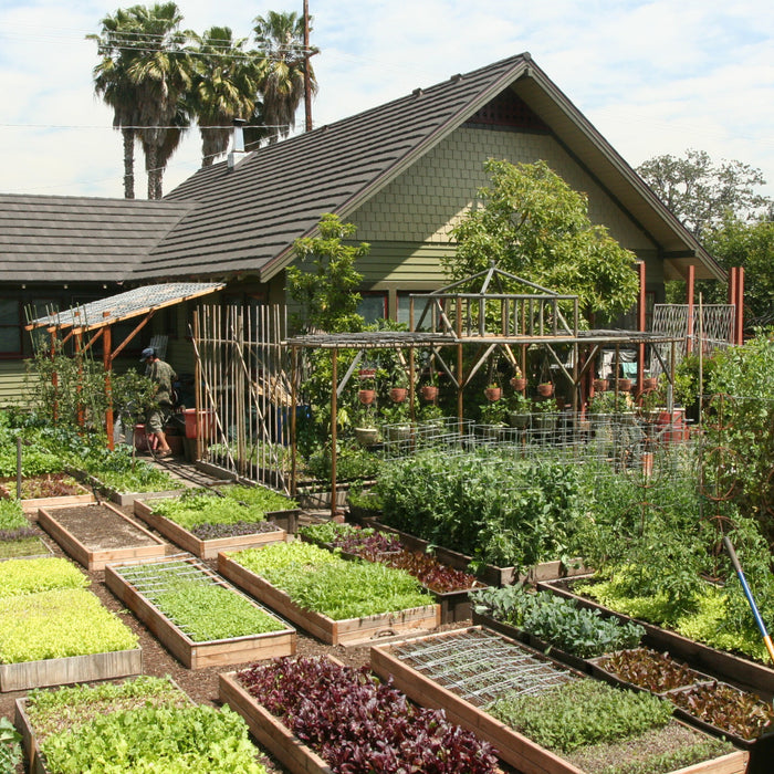 Meet the Family Growing 6,000 Pounds of Food on Just 1/10 Acre: A Lesson in Sustainable Farming